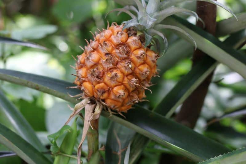 reife Frucht der Zierananas (Ananas comosus)
