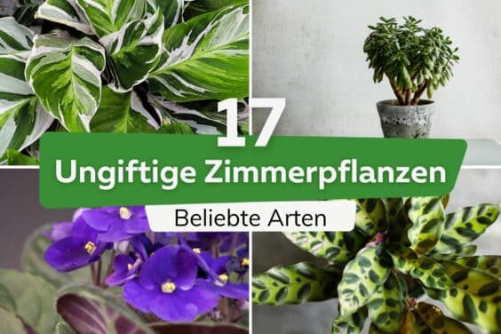 17 ungiftige Zimmerpflanzen: Beliebte Arten