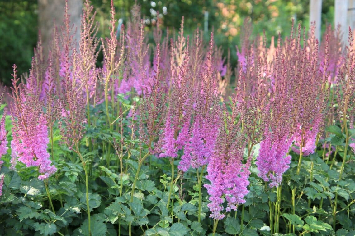 China-Prachtspiere (Astilbe chinensis)