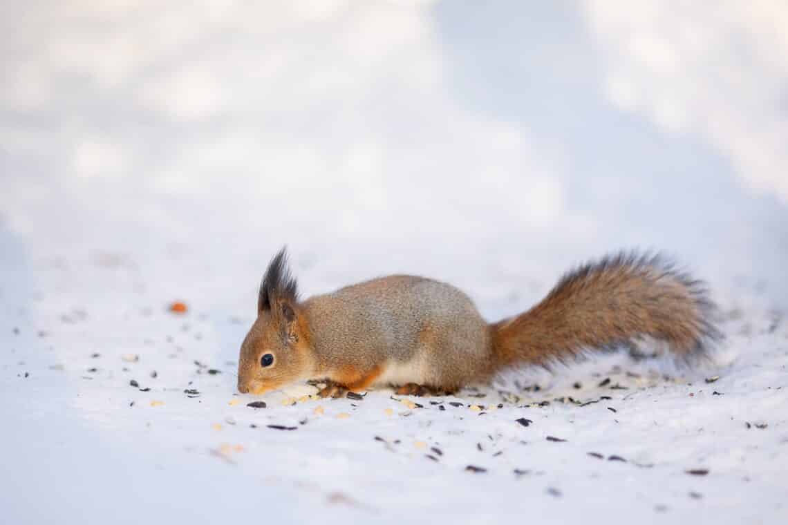 Eichhörnchen auf Nahrungssuche im Schnee