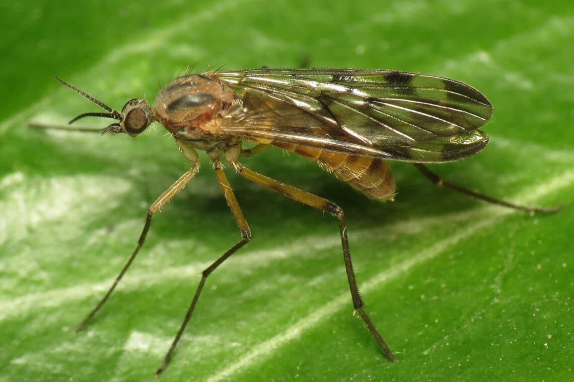 Fenstermücken (Sylvicola fenestralis)