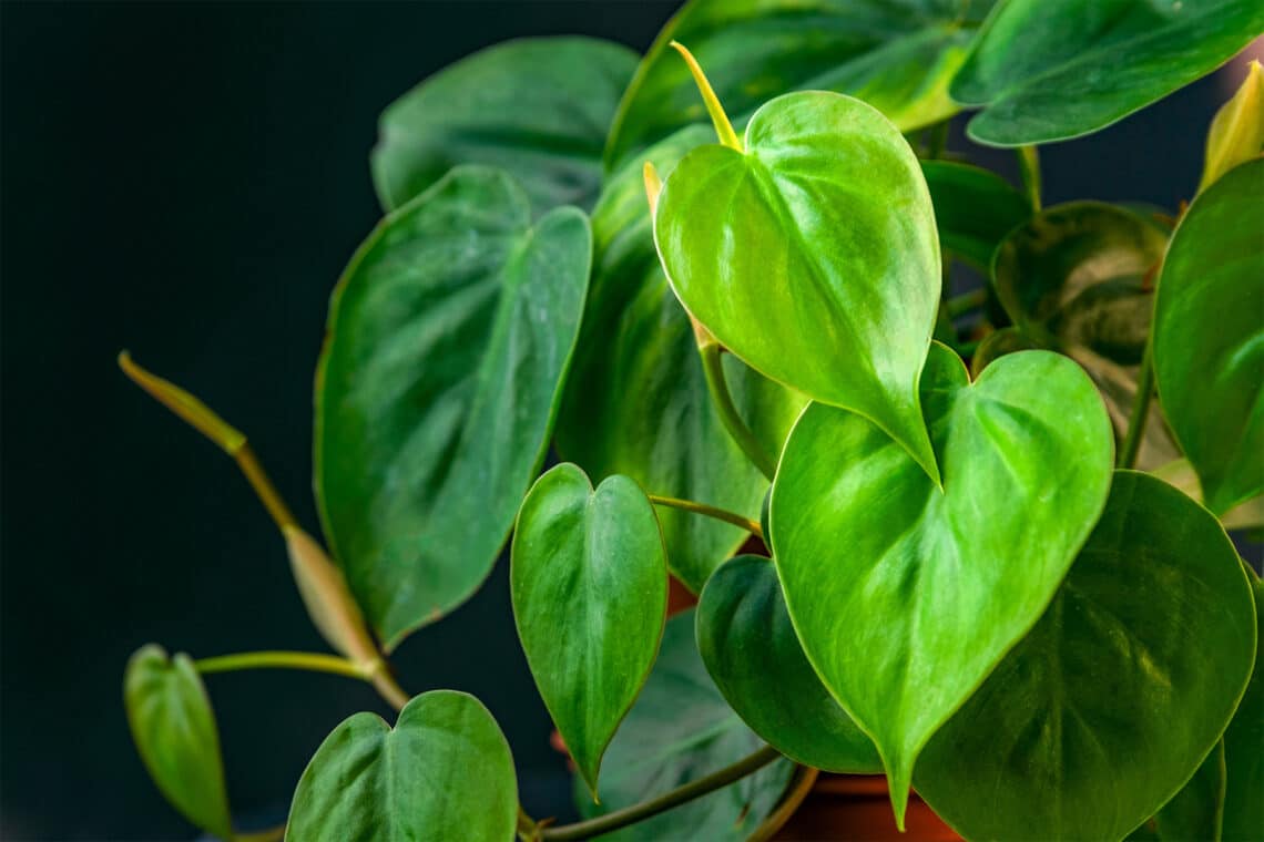 Kletter-Philodendron (Philodendron scandens)