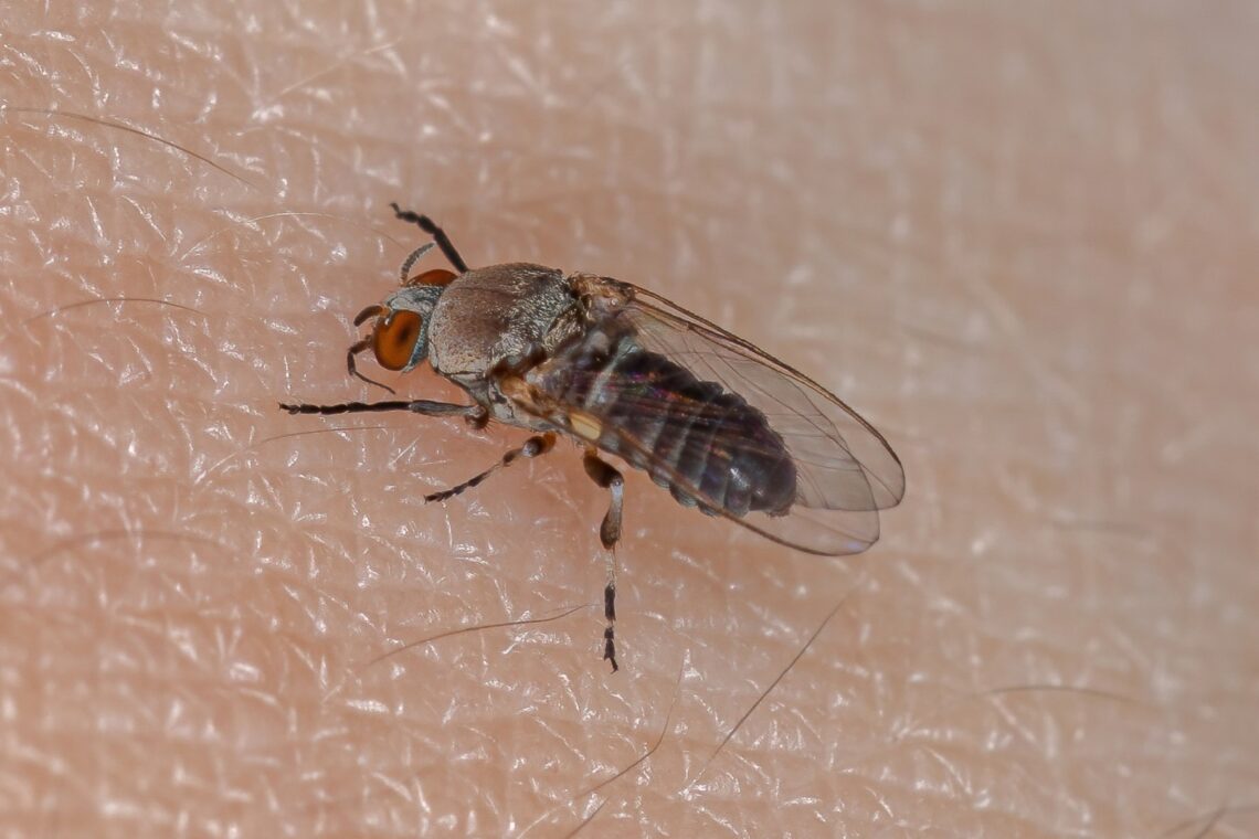 Kriebelmücke (Simuliidae) sitzt auf Haut