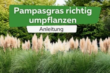 Pampasgras ausgraben und richtig umpflanzen Titel