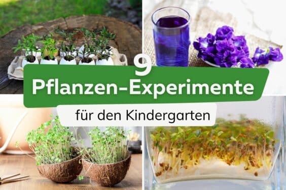 Pflanzen-Experimente für den Kindergarten Titel