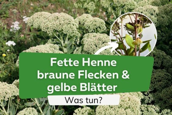 Fette Henne braune Flecken & gelbe Blätter: was tun? l