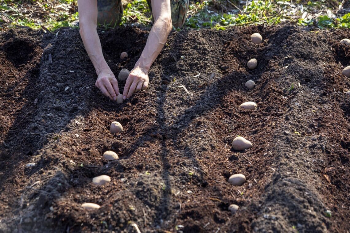 Mann pflanzt Kartoffeln an