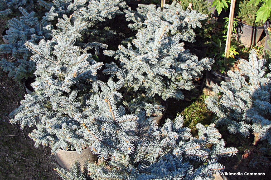 Kleine Blaufichte (Picea pungens 'Glauca Globosa')