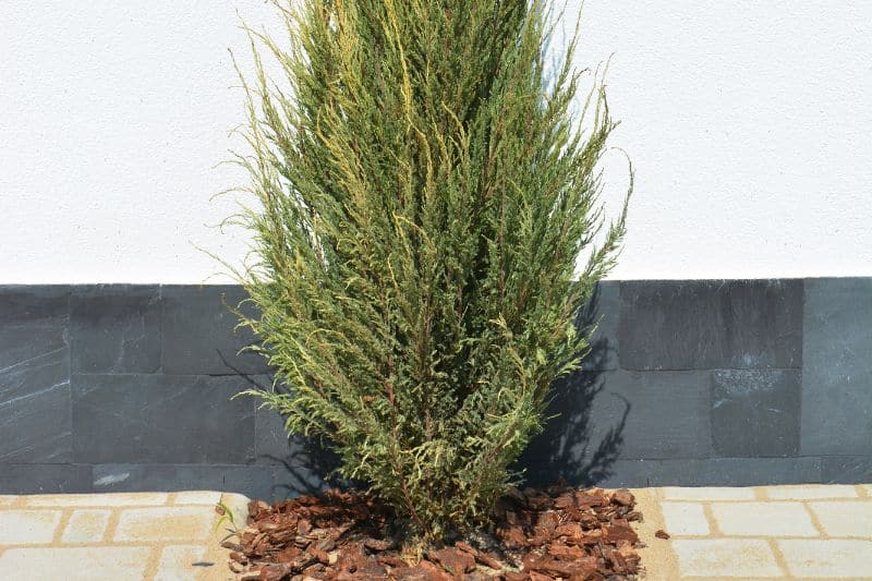 Säulenwacholder "Sentinel"  (Juniperus communis)