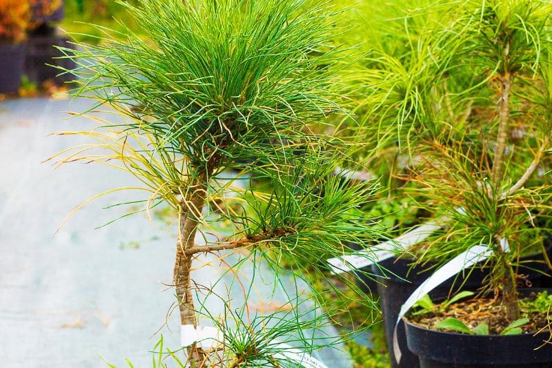 Schwarzkiefer "Green Tower"  (Pinus nigra)