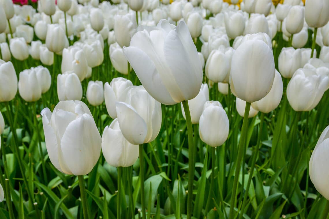 weiße Tulpen (Tulipa)