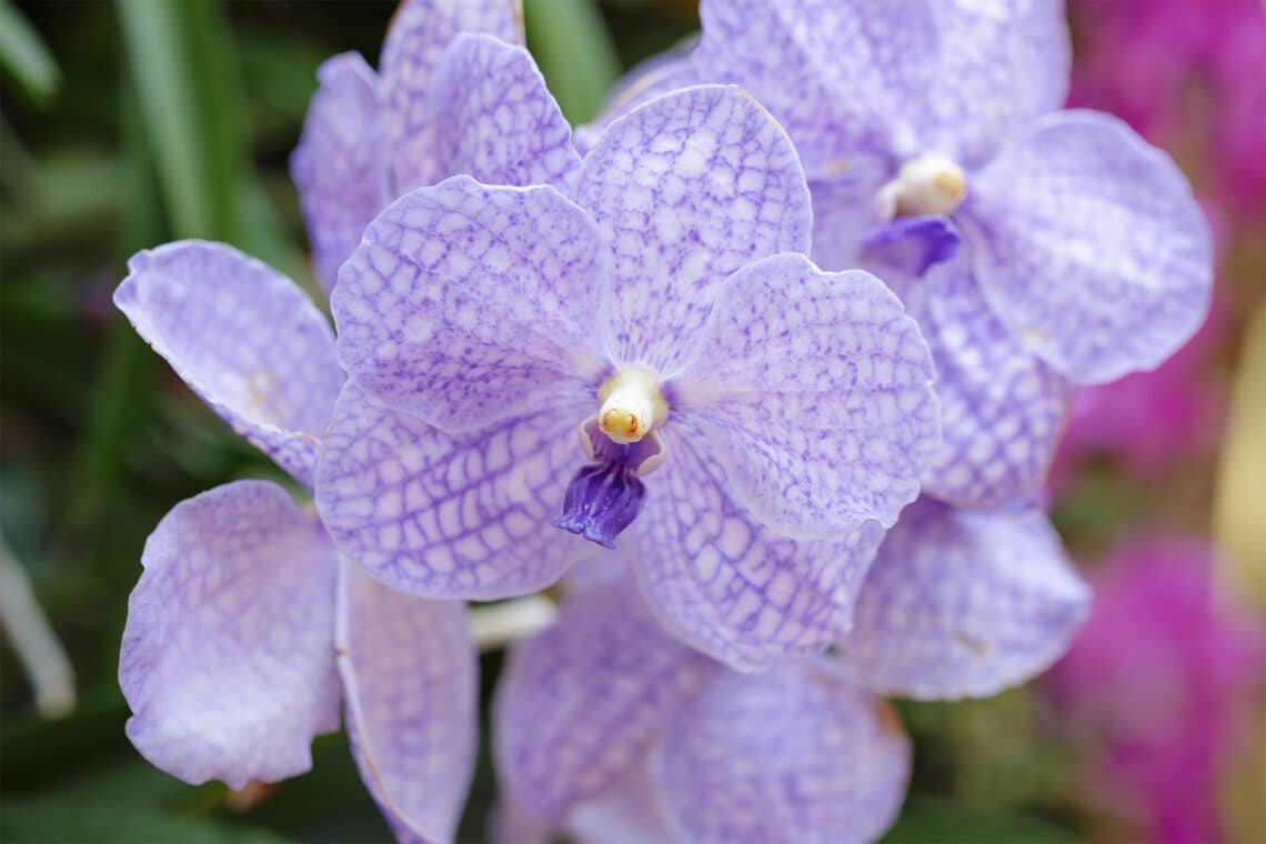Vanda Orchidee (Orchidaceae)