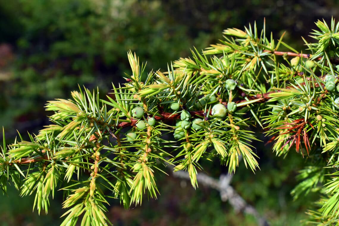 Gewöhnlicher Wacholder (Juniperus communis)