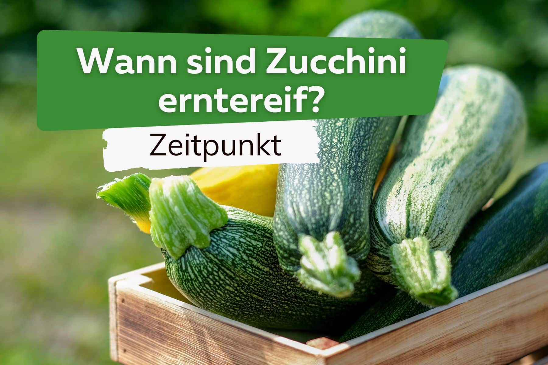 Wann sind Zucchini reif?