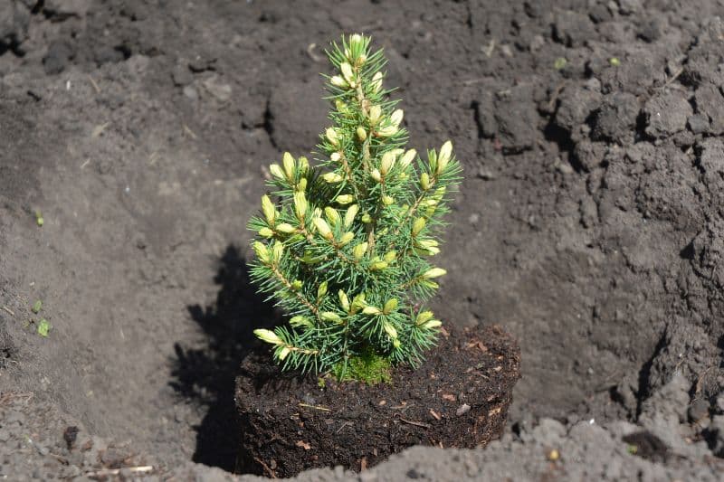 Zuckerhutfichte 'Conica' (Picea glauca)