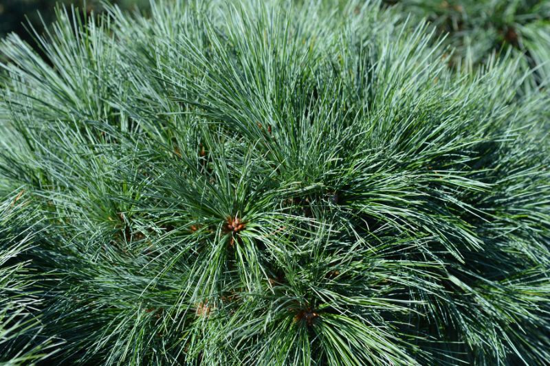 Zwerg- Seidenkiefer "Radiata"  (Pinus strobus)