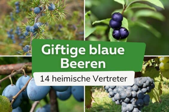 14 giftige blaue Beeren in unserer Heimat