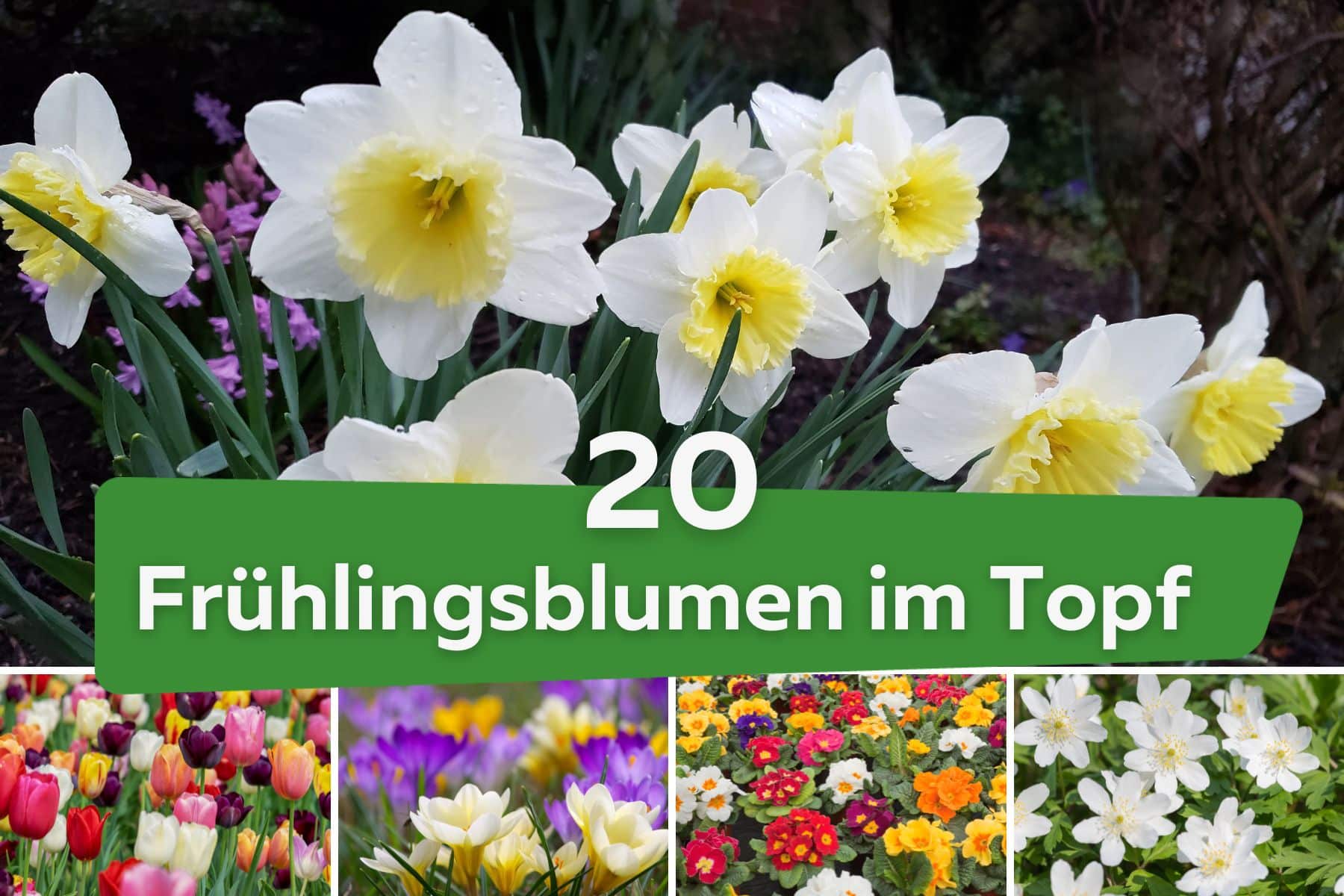 20 Frühlingsblumen im Topf
