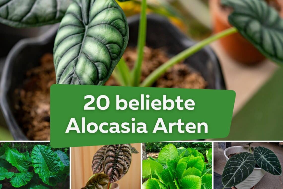 Alocasia Arten: 20 beliebte Pfeilblatt-Sorten