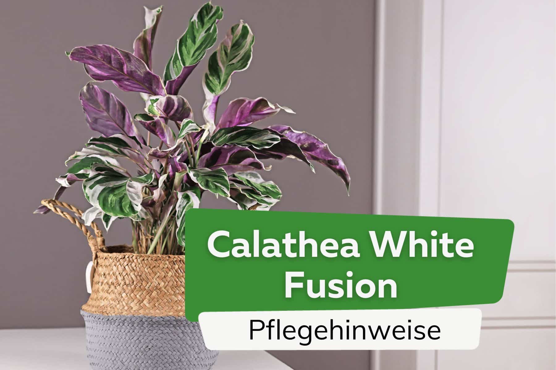 Calathea White Fusion: Pflege