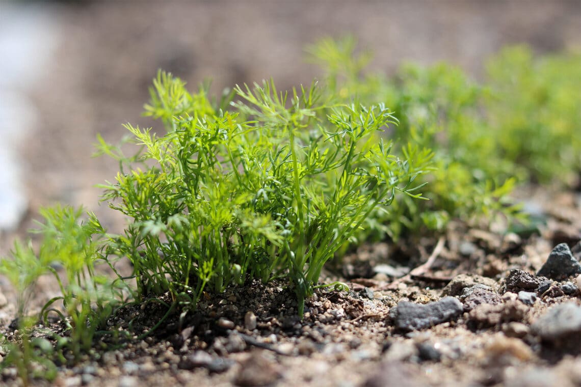 Dill (Anethum graveolens) eingepflanzt in der Erde
