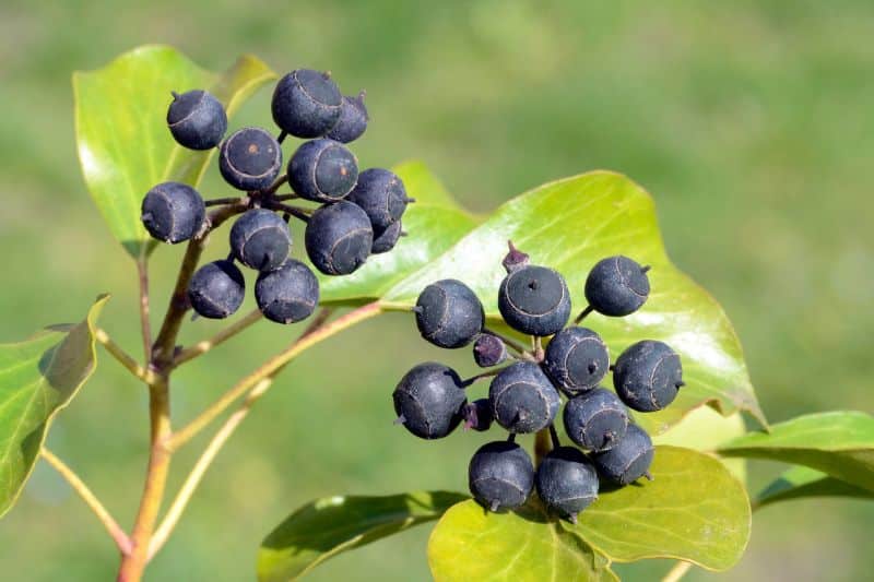 Schwarze Früchte am Gemeinen Efeu (Hedera helix)