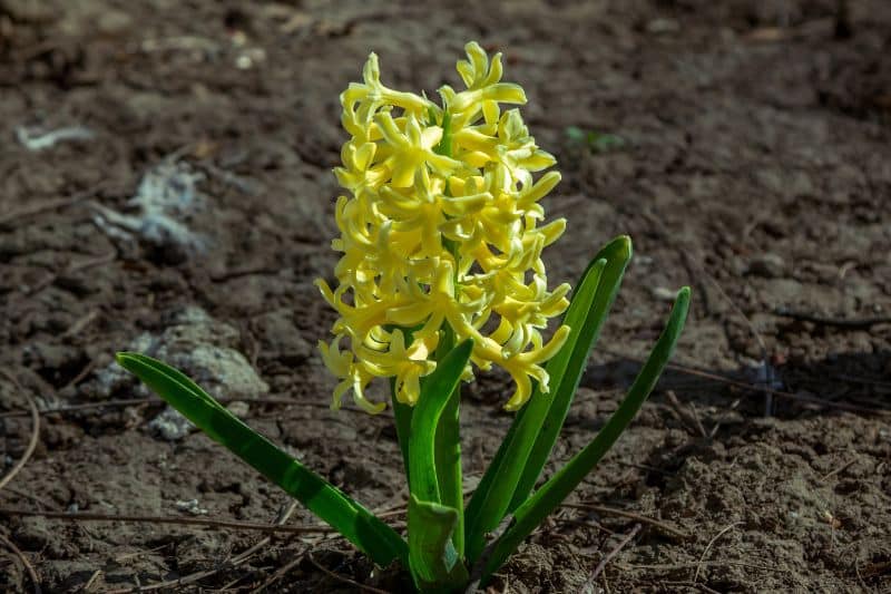 Garten-Hyazinthe (Hyacinthus orientalis)