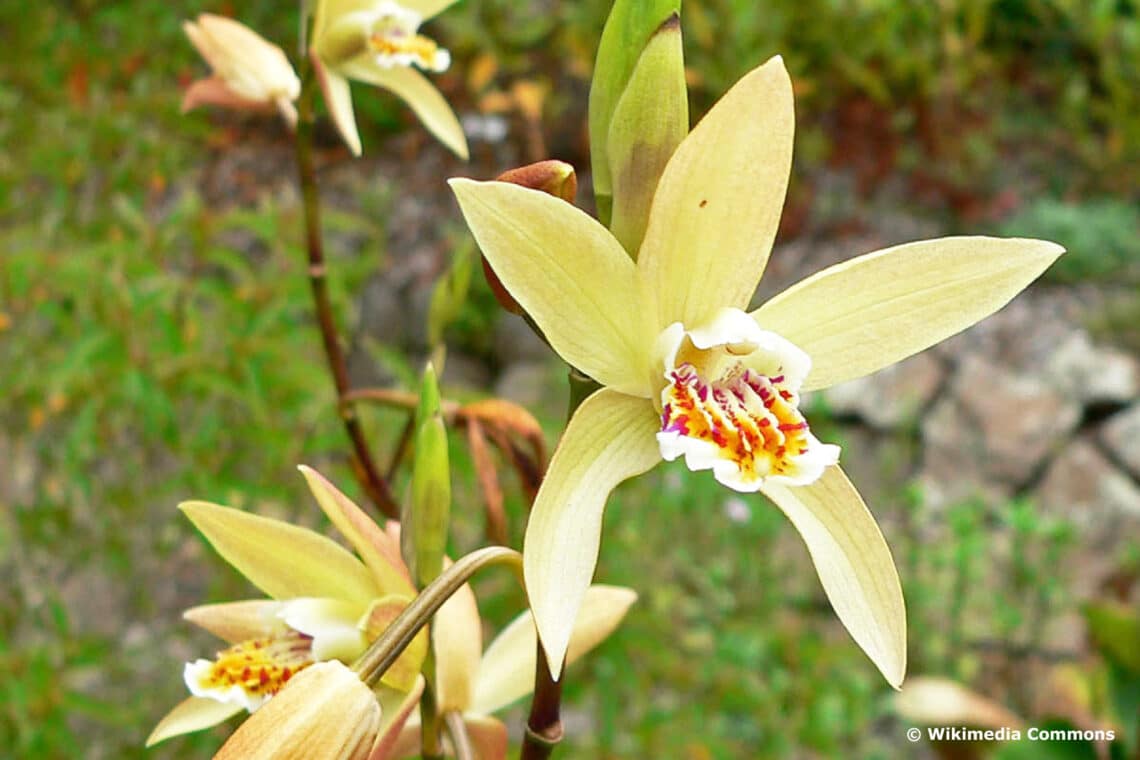Gelbe Japanorchidee (Bletilla ochracea)