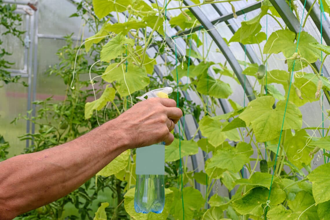 Gurkenpflanze im Gewächshaus mit Sprühflasche einsprühen