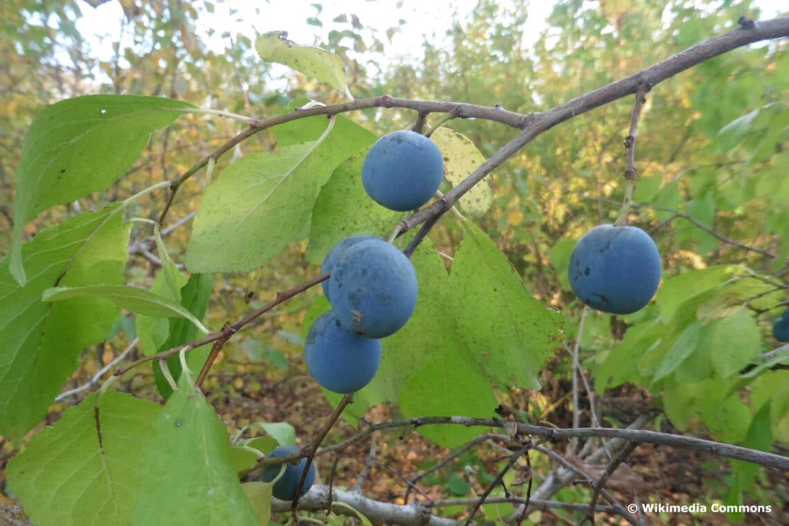 Kultur-Pflaume (Prunus domestica)