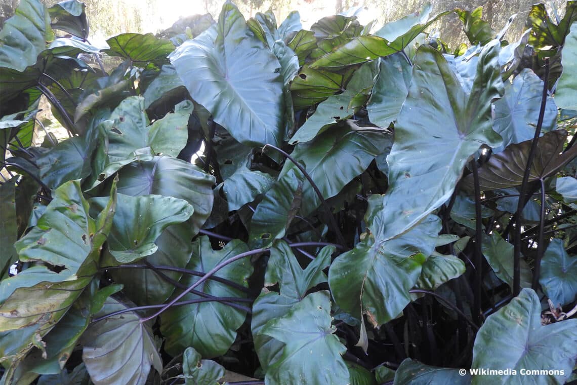 Pfeilblatt (Alocasia Plumbea)