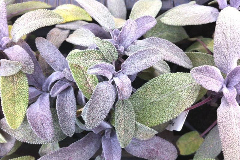 Purpur-Salbei (Salvia officinalis 'Purpurascens')