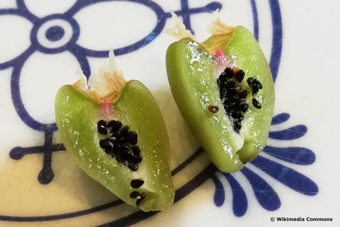 Früchte und Samen von Schlumbergera truncata