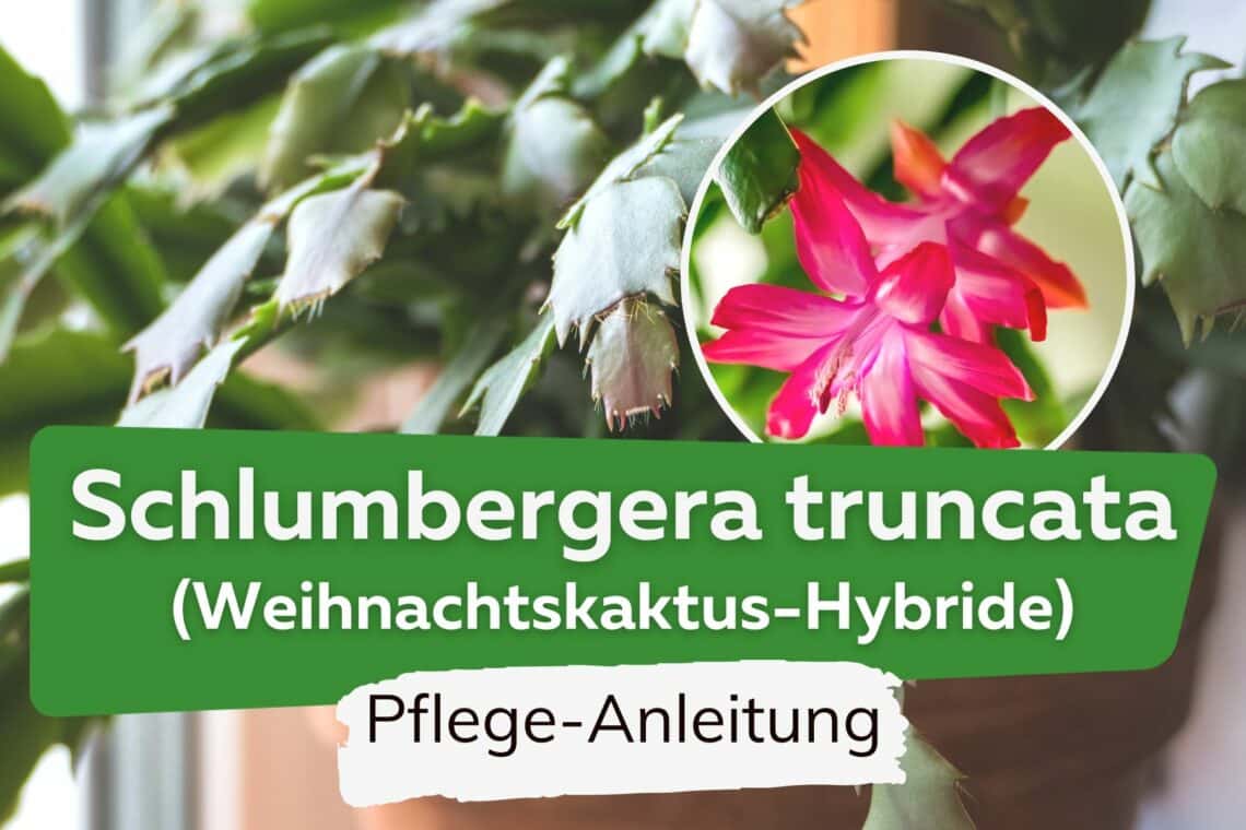 Schlumbergera truncata (Weihnachtskaktus-Hybride)