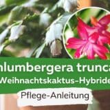 Schlumbergera truncata (Weihnachtskaktus-Hybride)