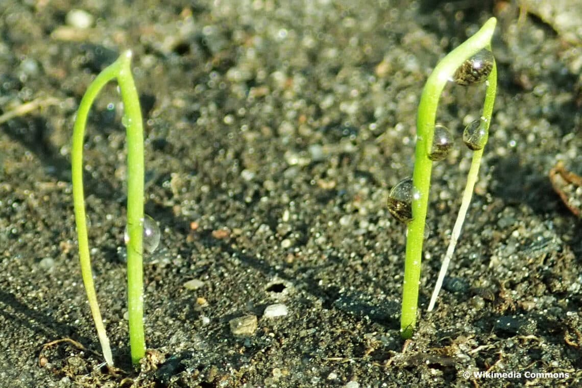 Keimlinge von Schnittlauch (Allium schoenoprasum)