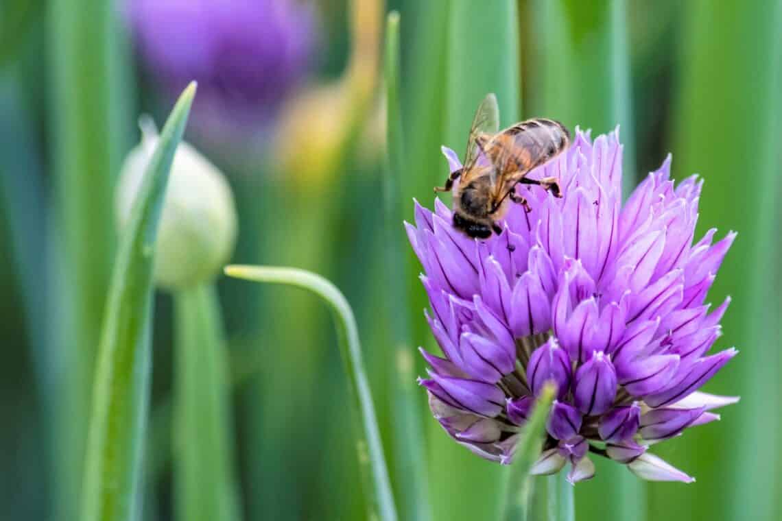 Biene sitzt auf Schnittlauchblüte und sammelt Nektar