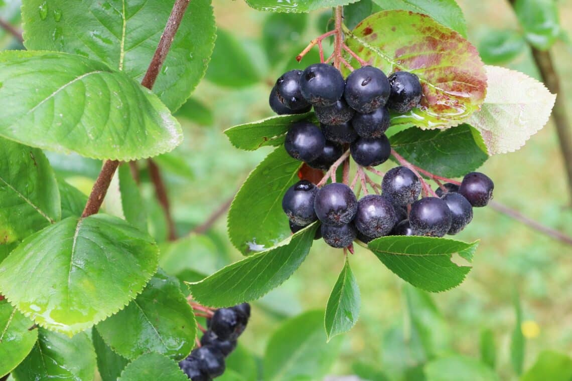 Früchte der Schwarzen Apfelbeere (Aronia melanocarpa)