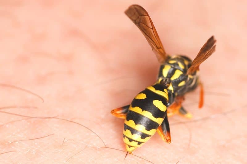 Wespe sticht mit Stachel in Haut