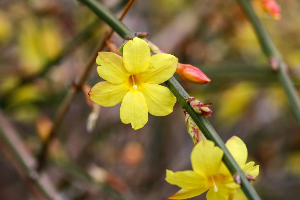 Winterjasmin (Jasminum nudiflorum) Blüte