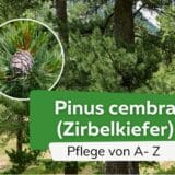 Zirbelkiefer, Zirbe, Pinus cembra - Pflege von A-Z