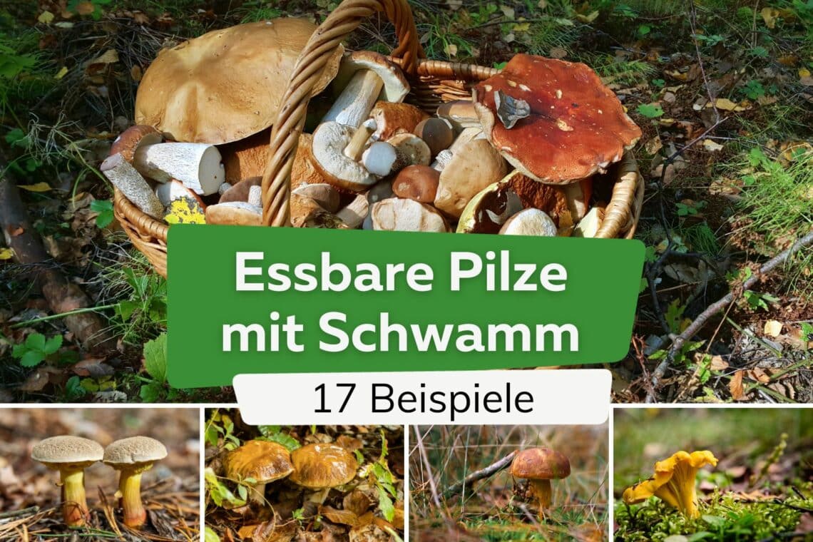 17 beliebte essbare Pilze mit Schwamm