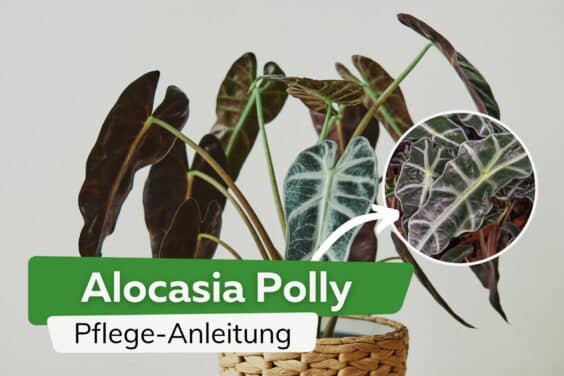 Alocasia Polly: Pflege-Anleitung