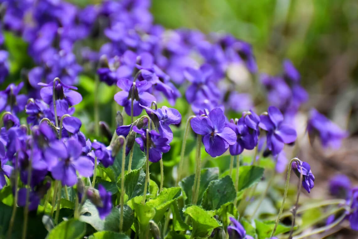 Duft-Veilchen (Viola odorata)