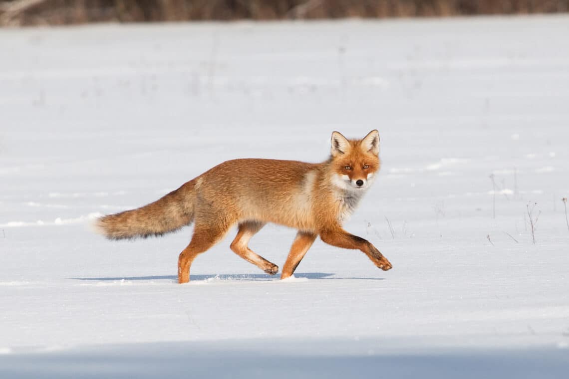 Fuchs rennt im Schnee