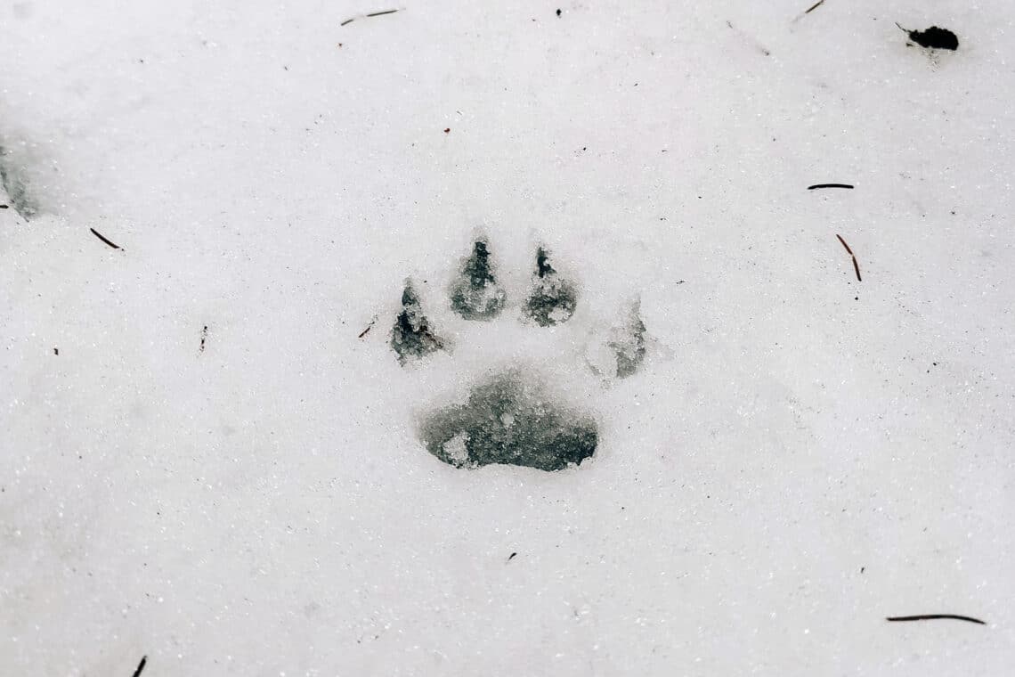 Fuchsspur im Schnee