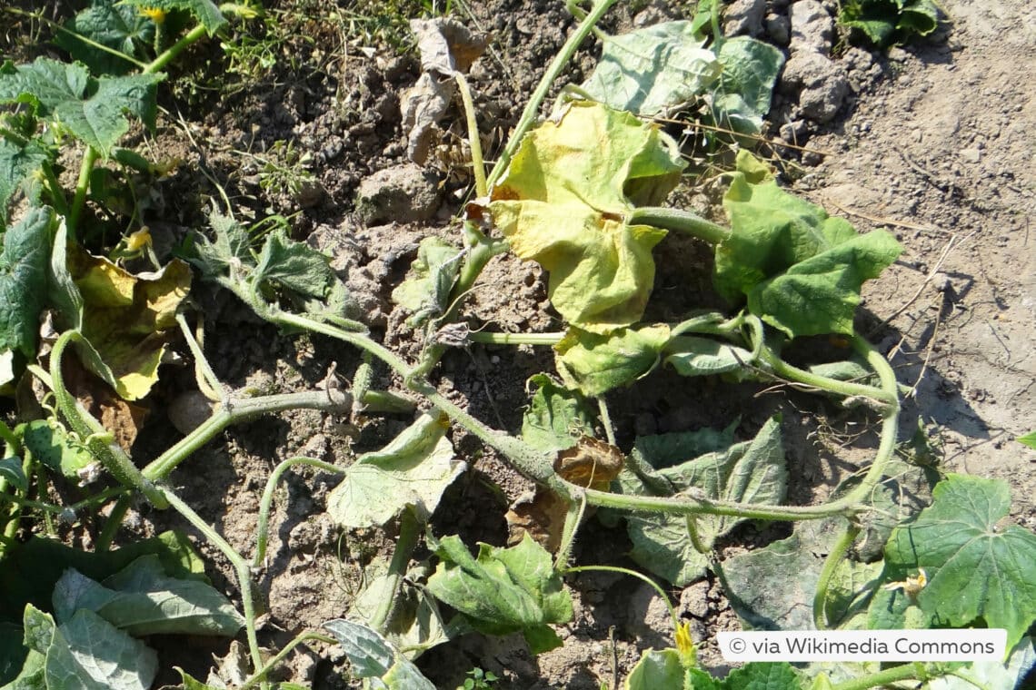 Fusariumwelke (Fusarium oxysporum) an Gurkenpflanze