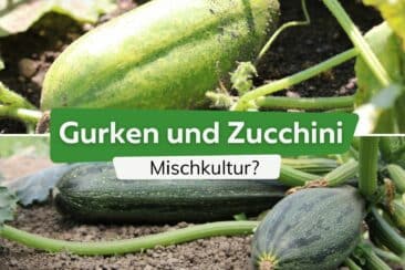 Gurken und Zucchini zusammen pflanzen: ja oder nein?
