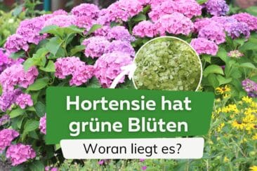 Hortensie hat grüne Blüten