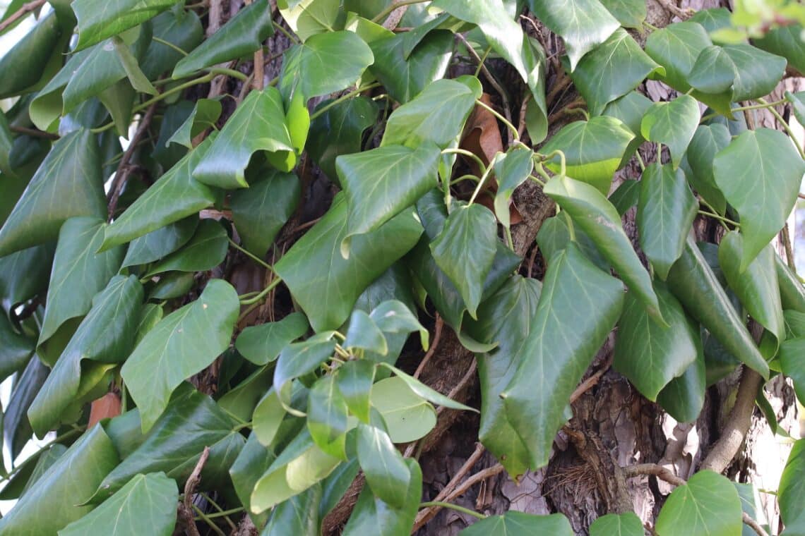 Kaukasischer Efeu (Hedera colchica)